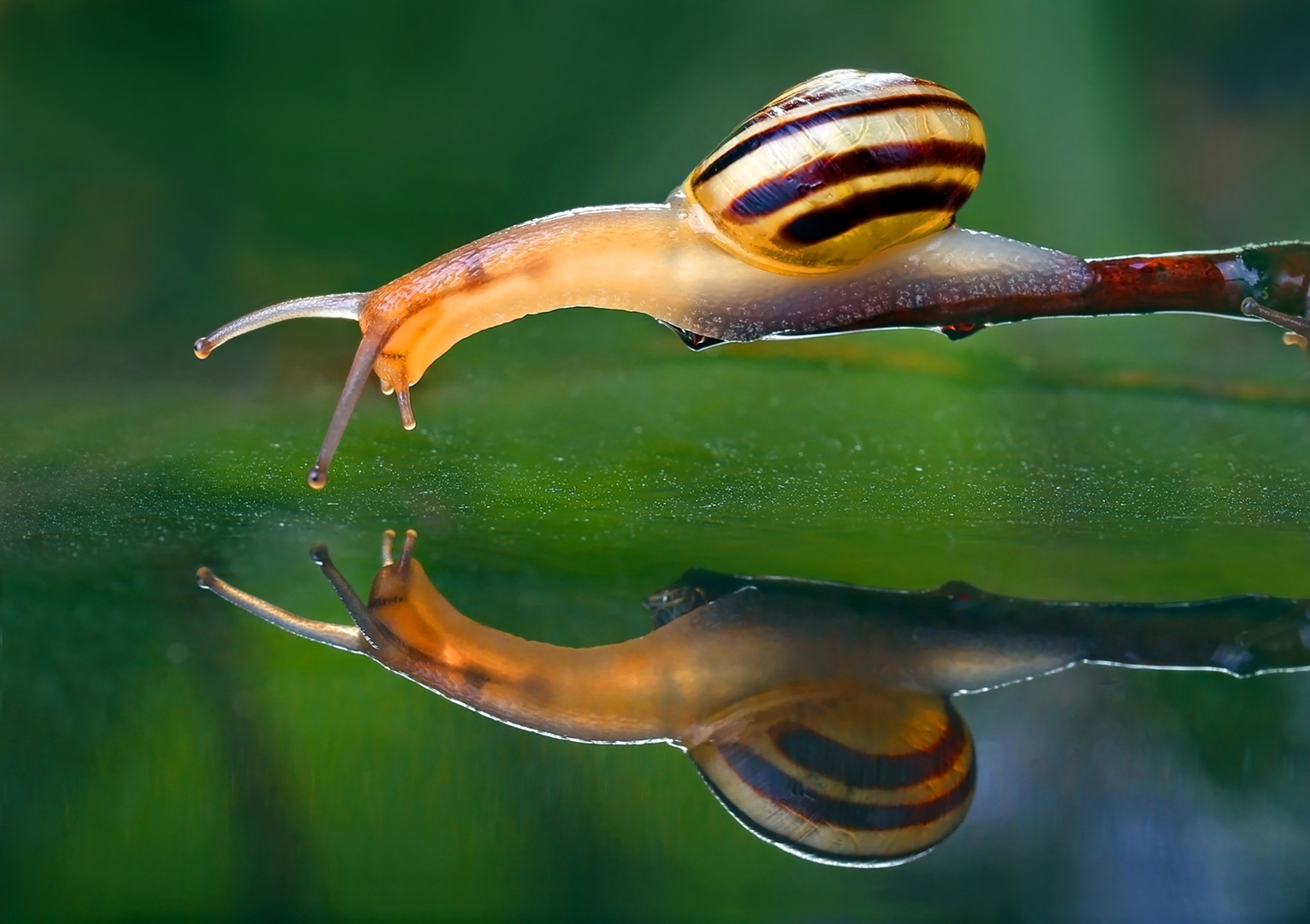 Alexander Sviridov (Canada) Snail